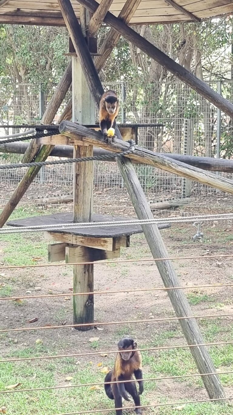 הקופים של גן החיות בנווה פריצקי