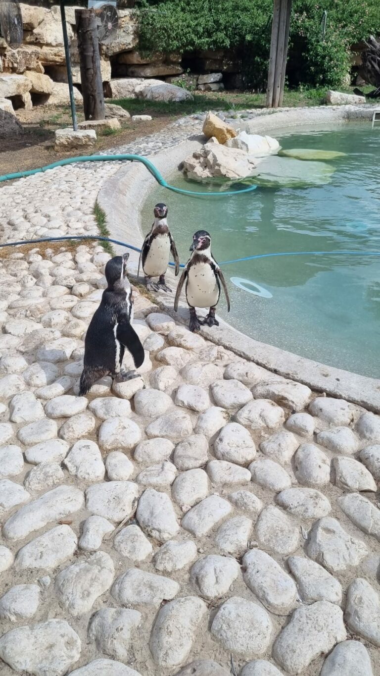 פינגווינים בגן החיות של נווה פריצקי